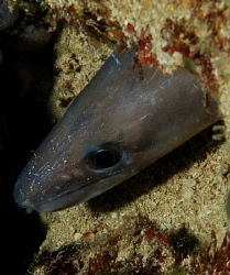 Nikon D80, 60mm. Conger eel by Andy Kutsch 